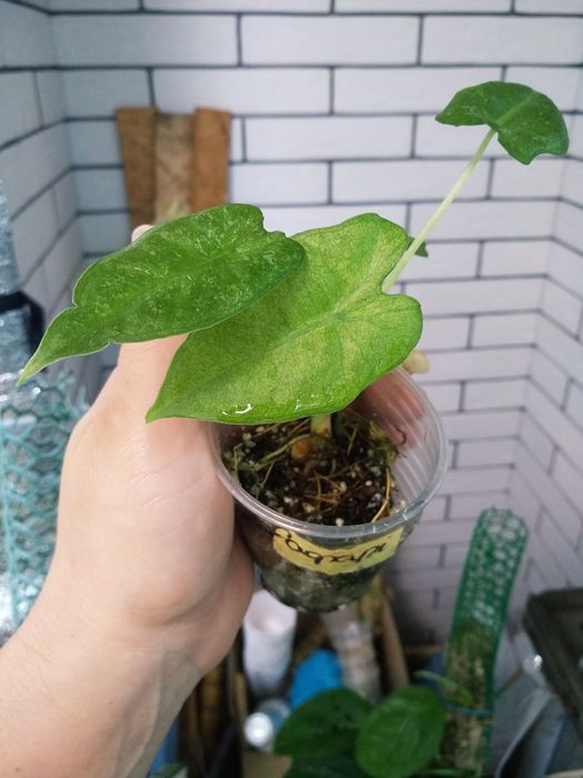 алоказія micholitziana mint, wentii, фрайдек вар, Міккі