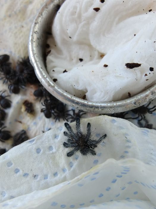 Pająk ptasznik MYSTERY BOX 200% wartości!