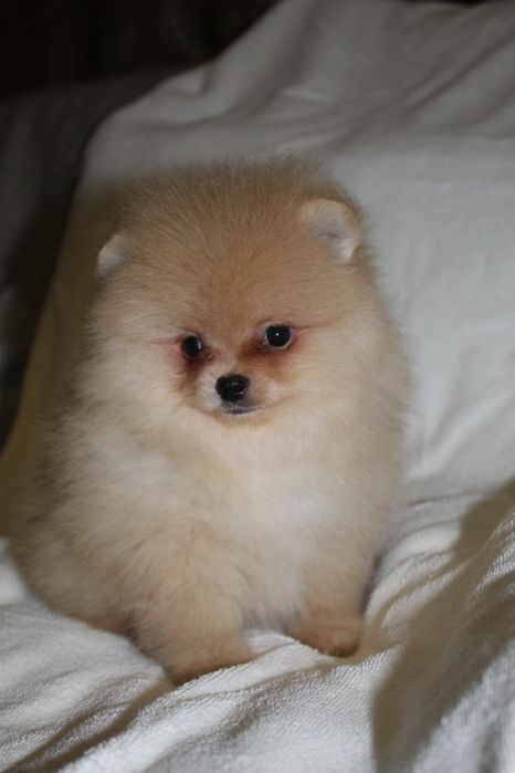 Гарні. Міні і стандарти