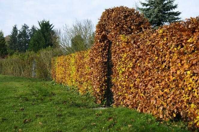 BUK POSPOLITY Fagus Sylvatica sadzonki 60-100cm