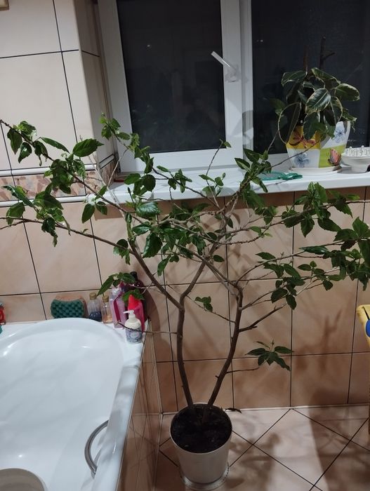 Гібіскус китайський, китайська роза.