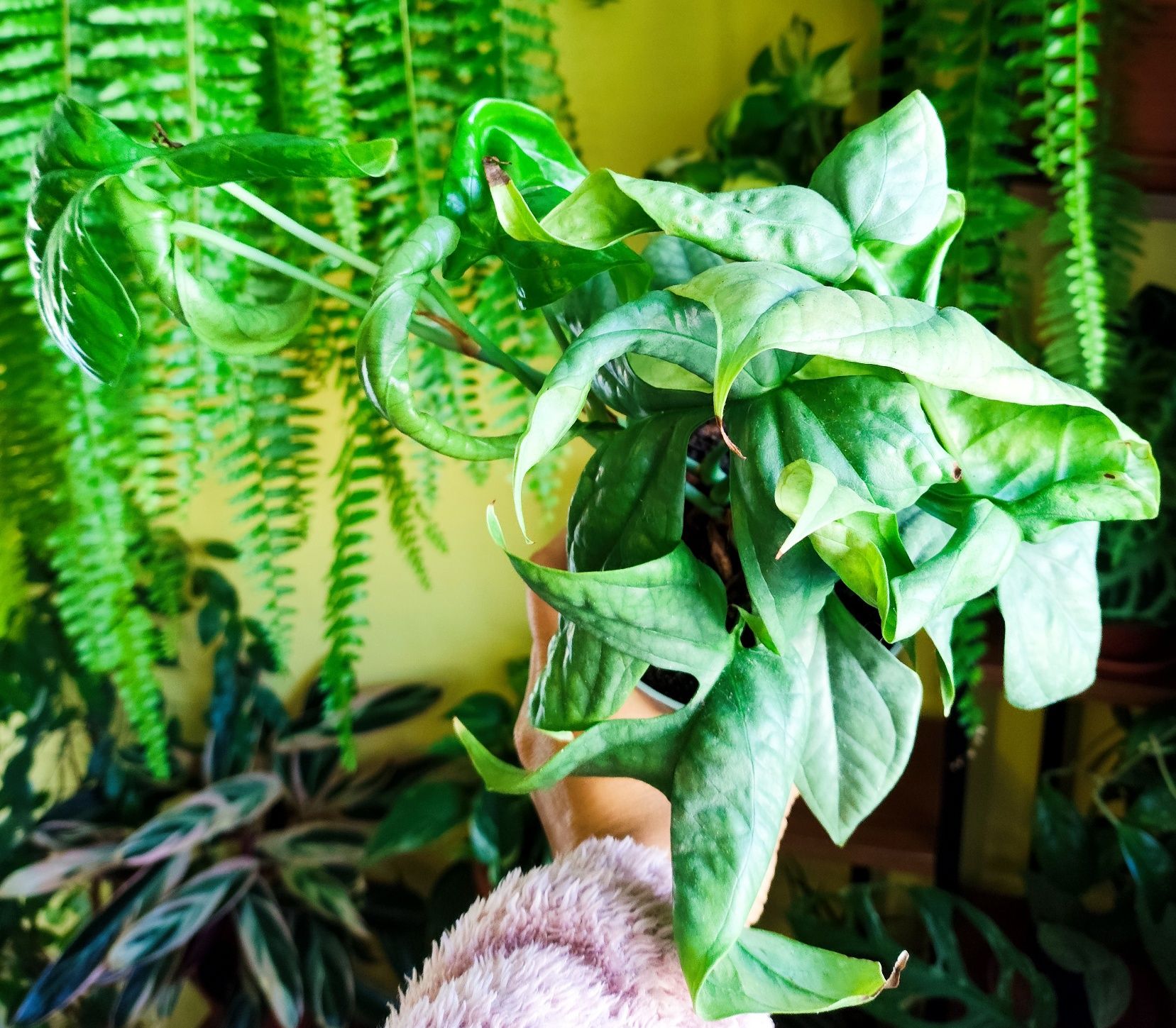 Amydrium (monstera Spiderman)