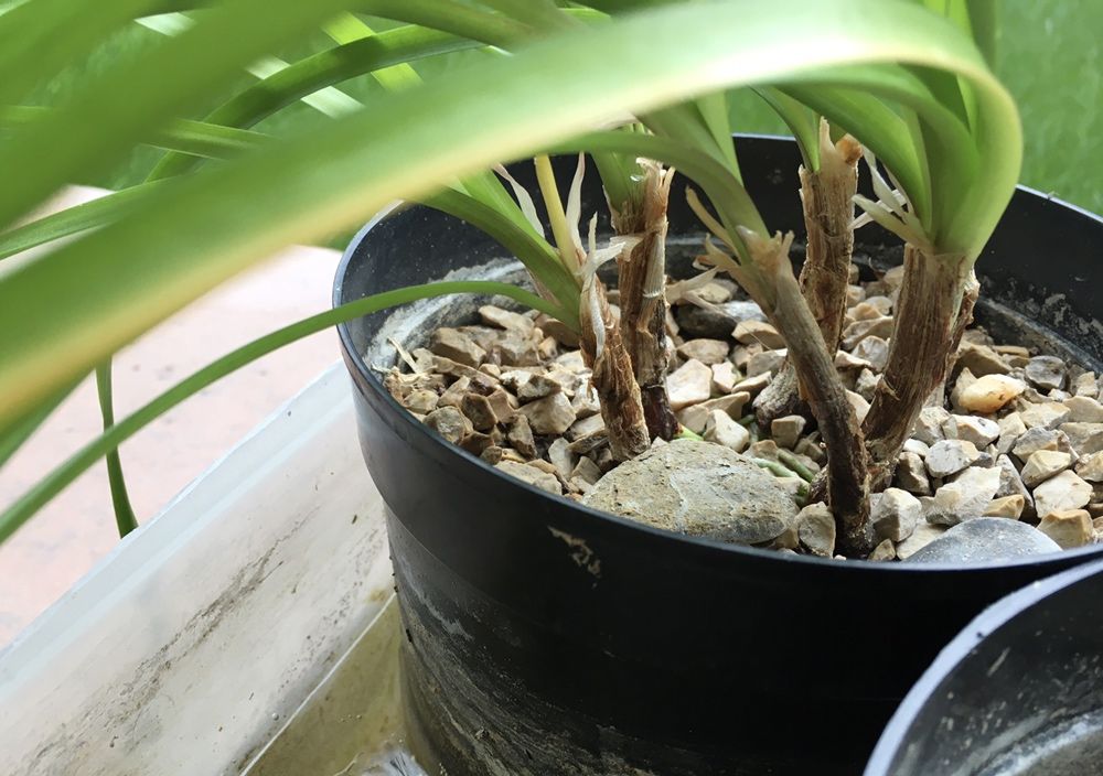 Растения для пруда Tulbaghia violacea
