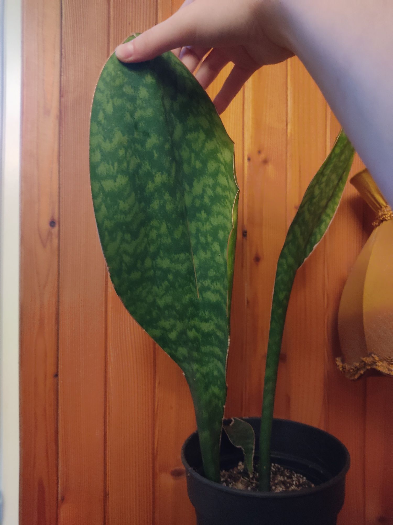 Sansevieria masoniana bardzo duża