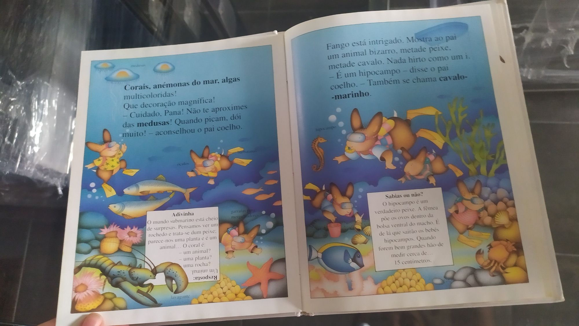 Livro os coelhinhos descobrem o mar