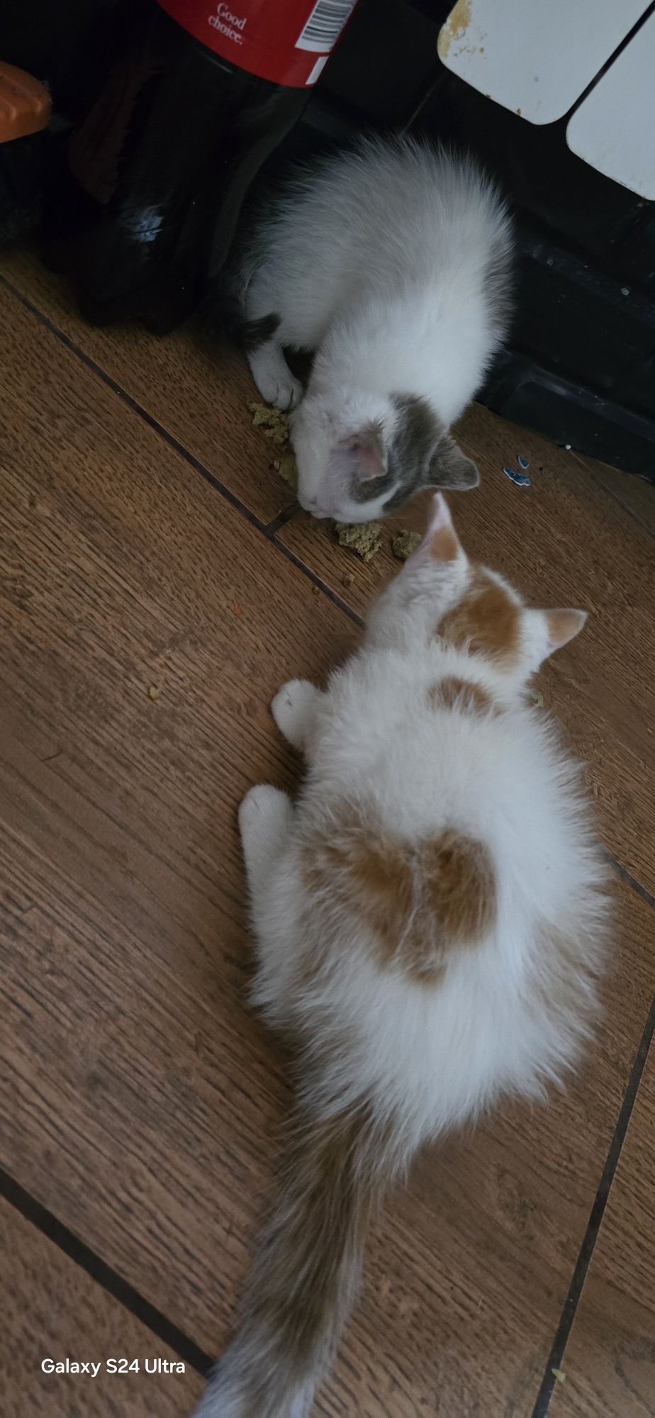 Dwa male puszyste kotki