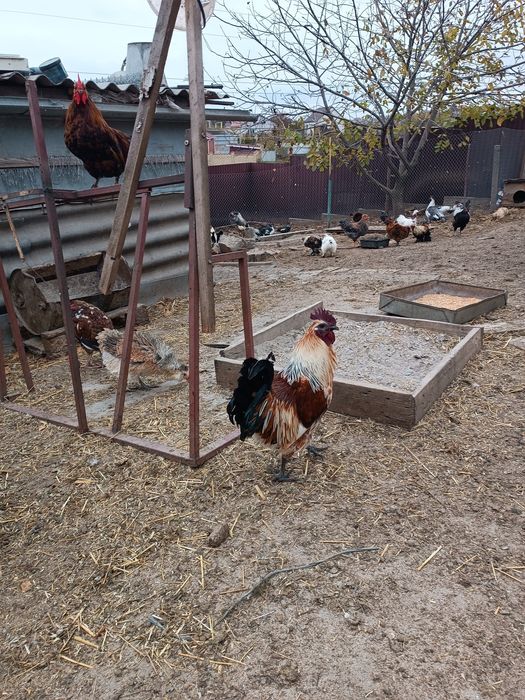 Продам породних півнів