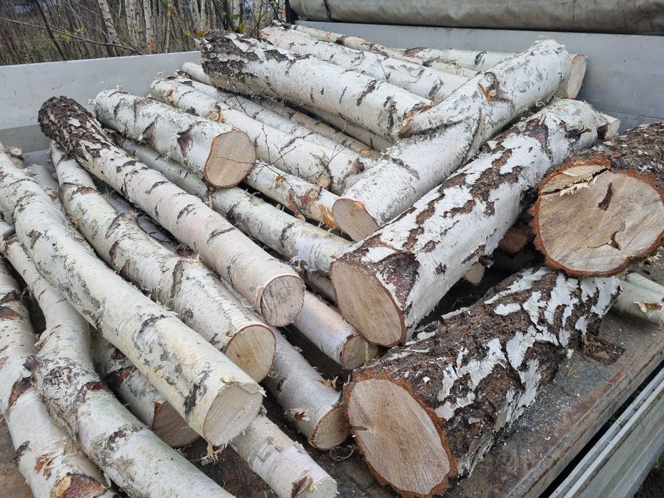 Brzoza drewno liściaste opał.