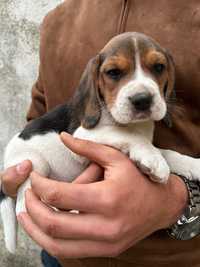 Beagle Tricolor Puro