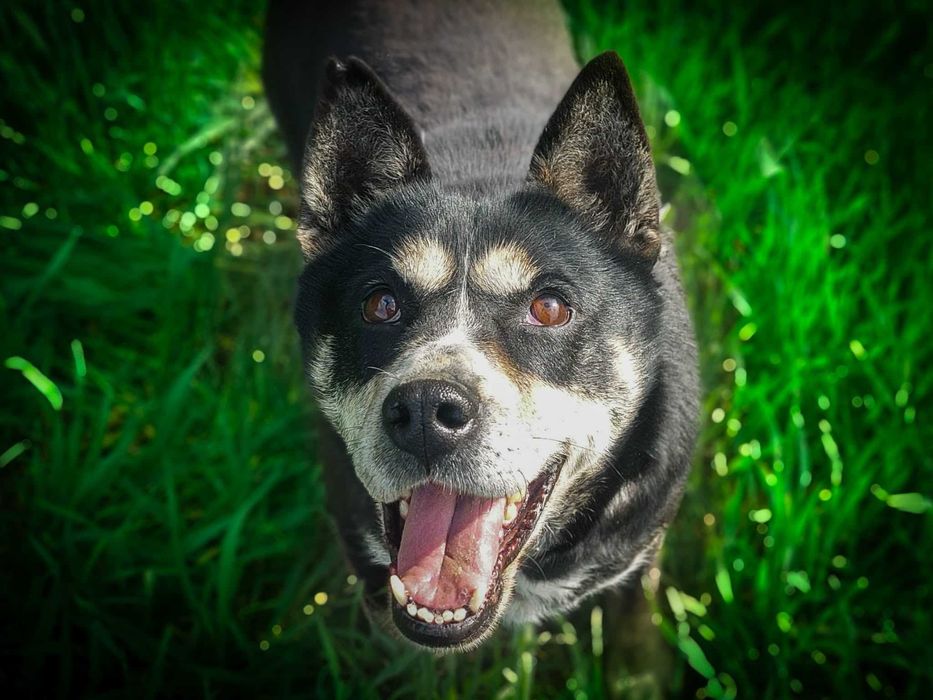 Angel - cudowna psia przyjaciółka