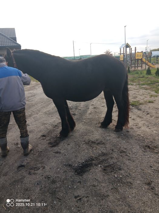 Sprzedam klacz zimnokrwistą , źrebna