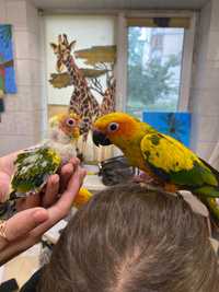 Сонячні аратінга - міні ара, ручний говорящій папуга аратінга сонячий