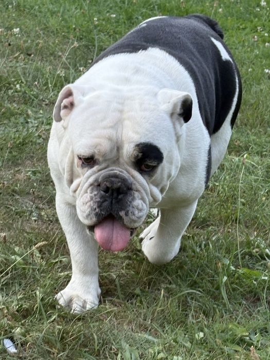 Oddam buldoga angielskiego w dobre ręce
