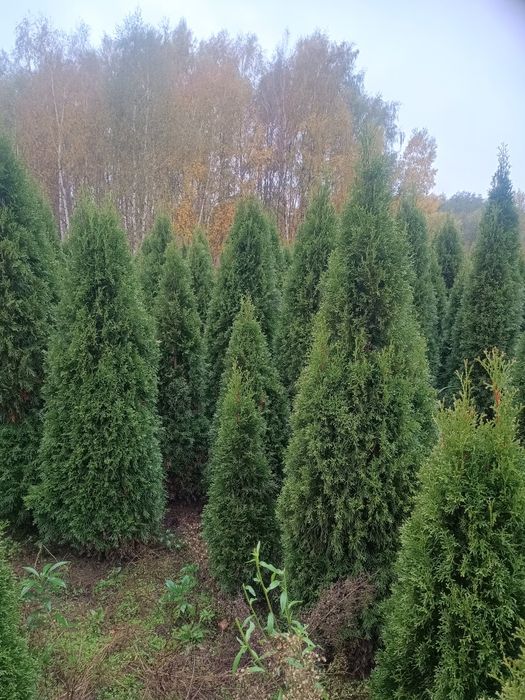 Tuja szmaragd 150/170cm - 18zł