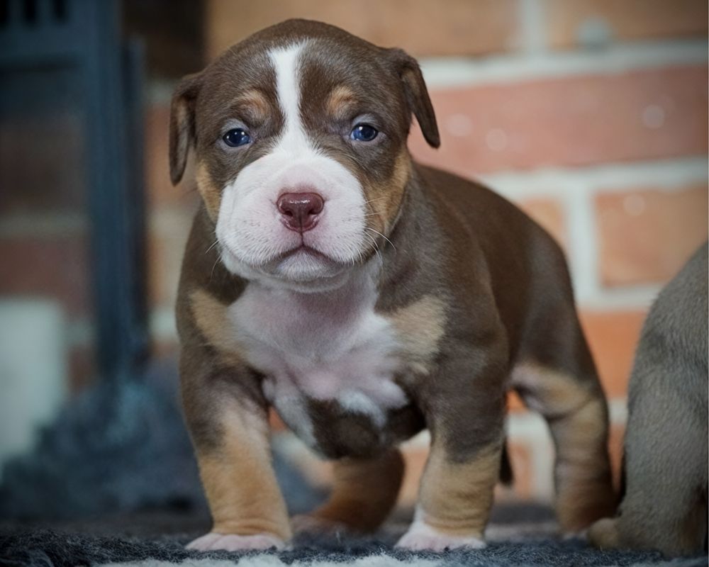 American Bully XL ABKC