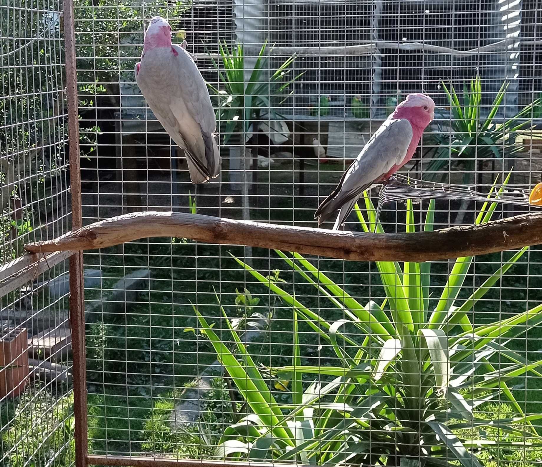 Casal de catatuas galah de 2016