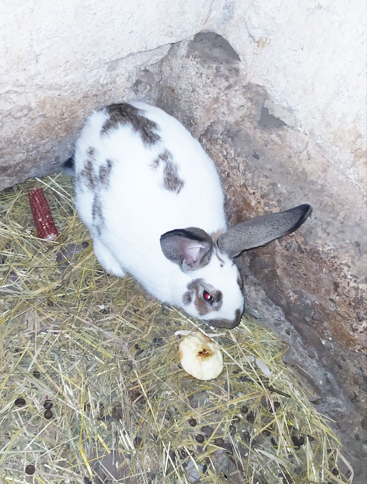 Piękne króliki dużych ras