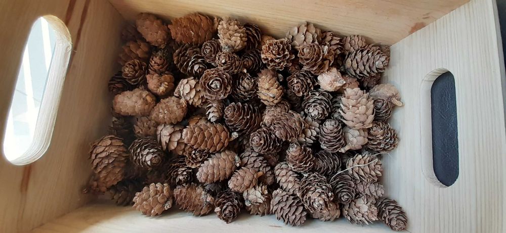 Szyszki modrzewiowe sprzedam