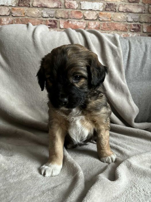 Szczeniaczki szukają domu