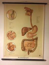 Painel Antigo sobre o Sistema Digestivo