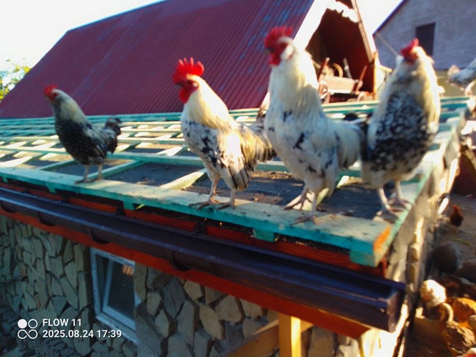 Kury kogut ozdobne liliputy