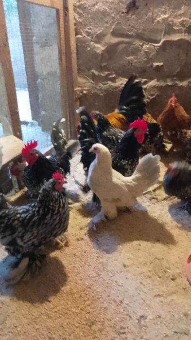 Мільфлери.Декоративні курочки.