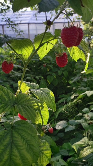 Продам саженцы малины