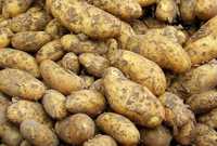 ziemniaki Vineta - niesortowane [warzywa od rolnika]