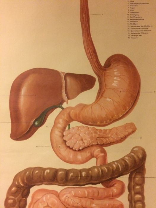 O sistema digestivo - cartaz de escola - Klett Verlag