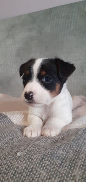 Jack Russell terrier- suczka
