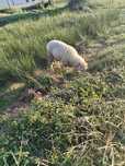 Vendo carneiro grande