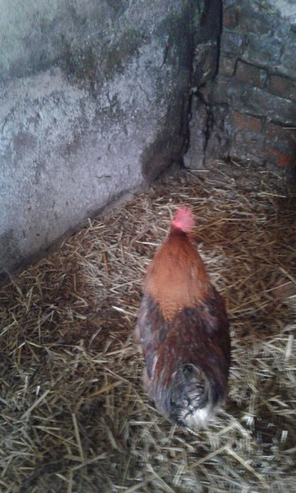 Sprzedam koguty wyklute w marcu