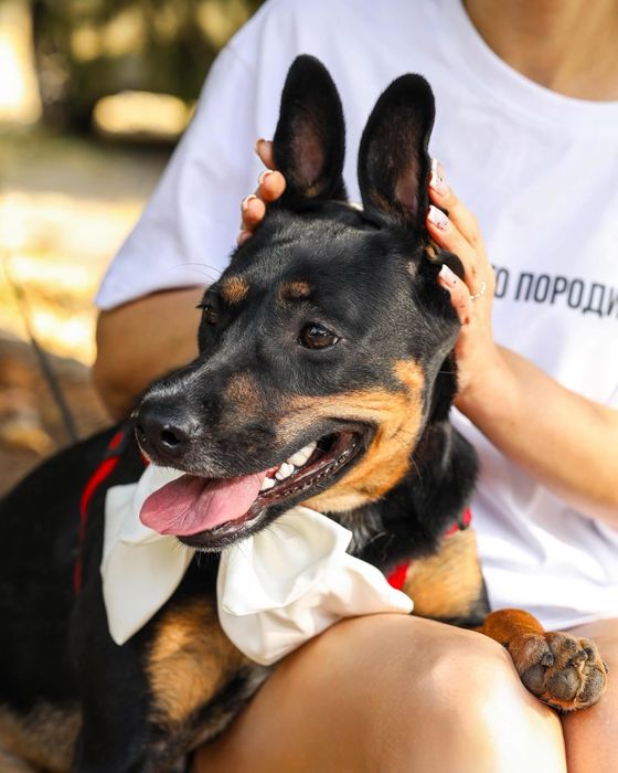 Разыскивается отвесвенная семья,для активной умной собачки