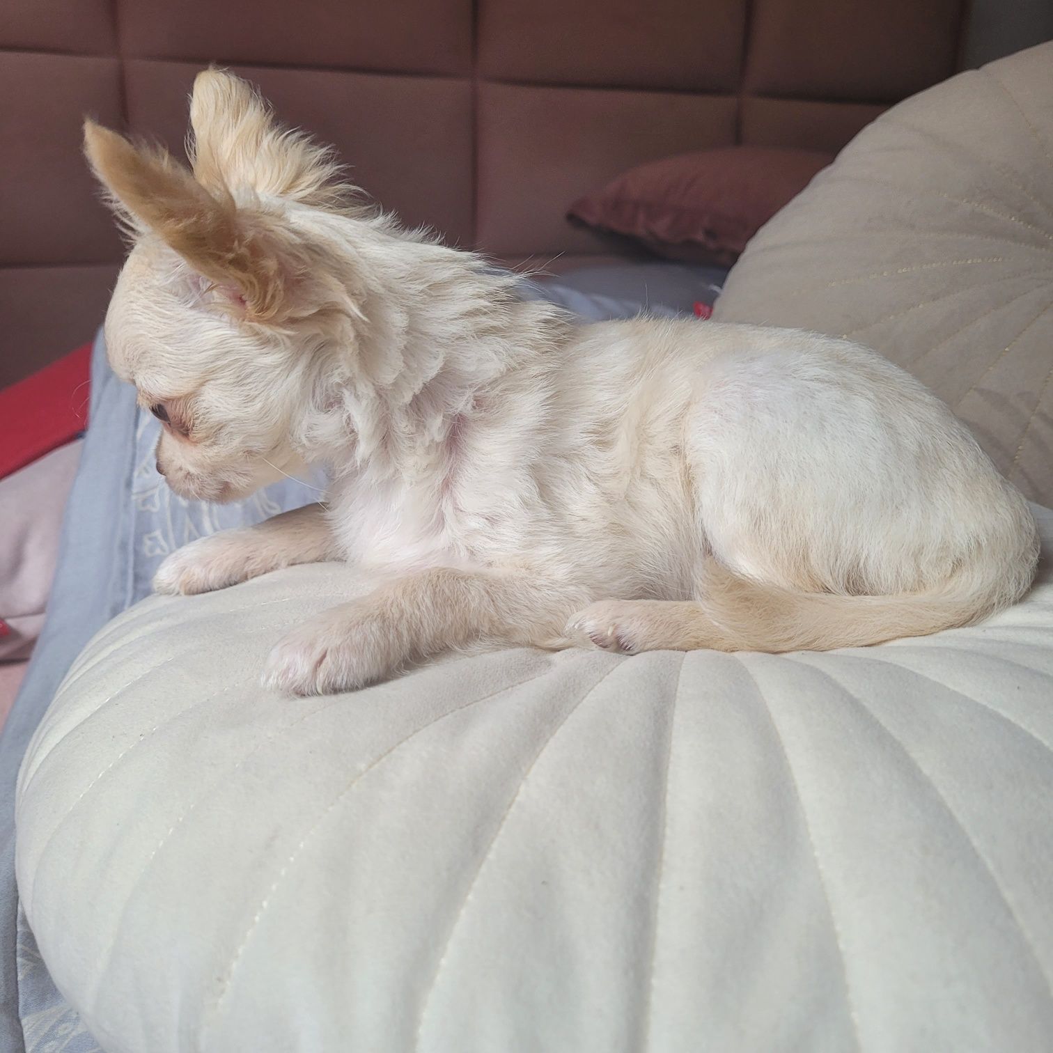 Piesek chihuahua samiec śliczny
