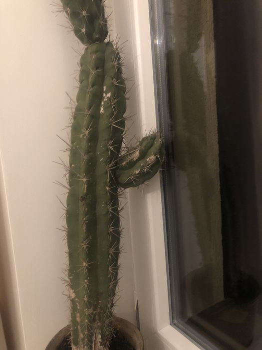 Kaktus prawdziwy ok 90 cm