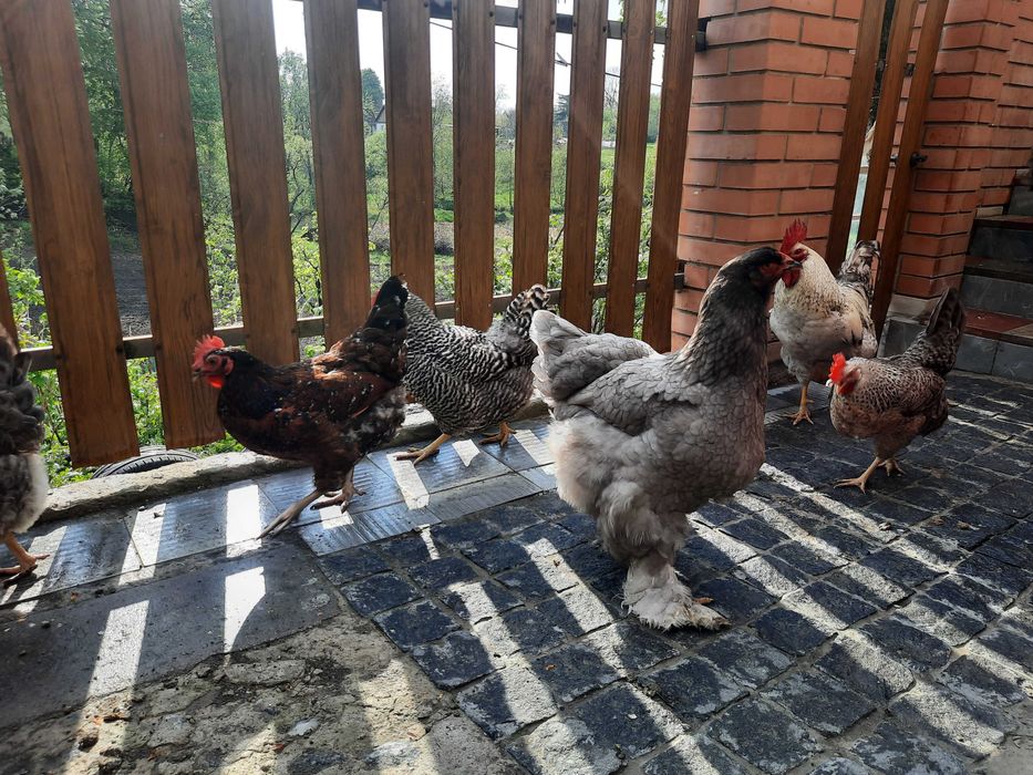 Інкубаційне  яйце