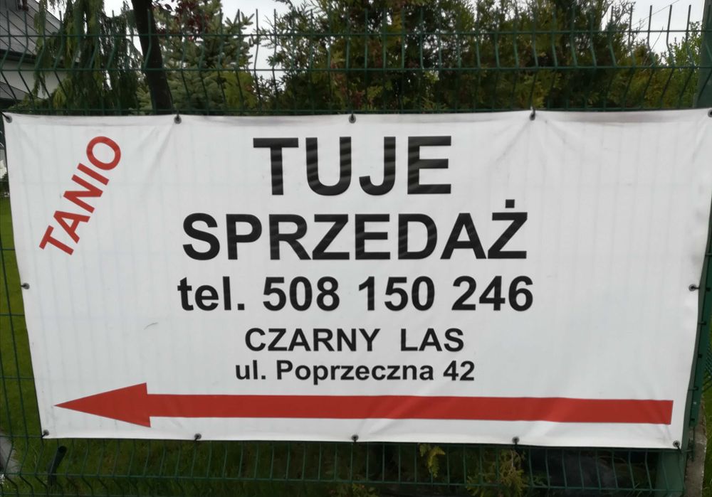 PROMOCJA TUJE z gruntu szmaragd 2 metrowe - stożkowy kształt 80 zł.