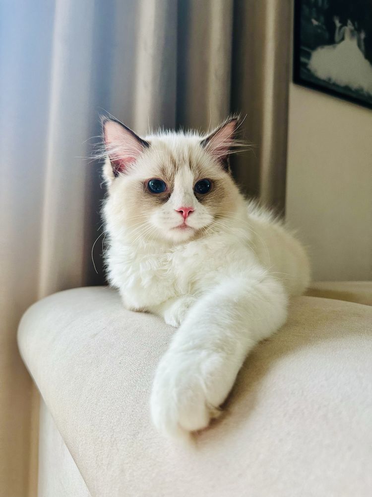 Kocięta Ragdoll FPL/FIFE