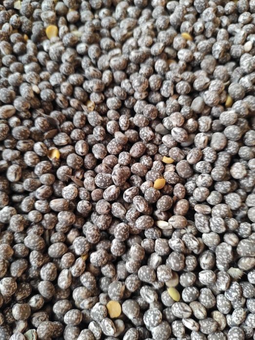 Sprzedam łubin żółty słodki.