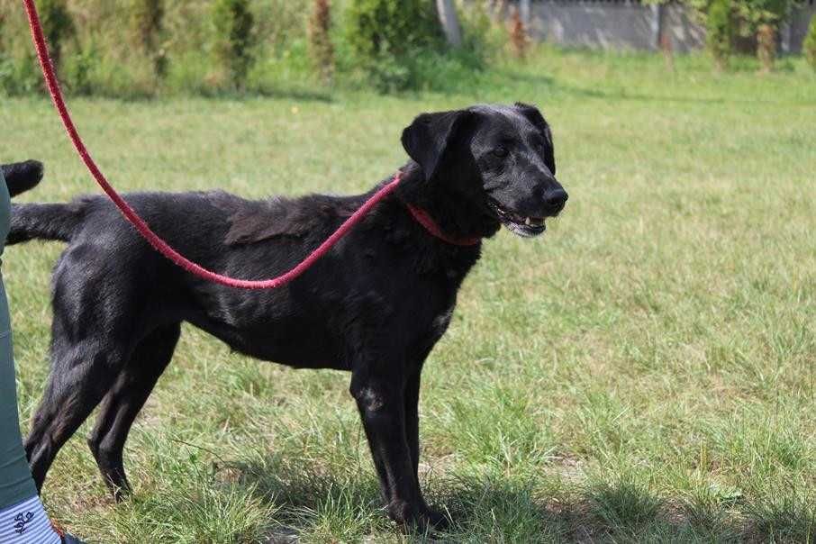 087278 Kobra do adopcji