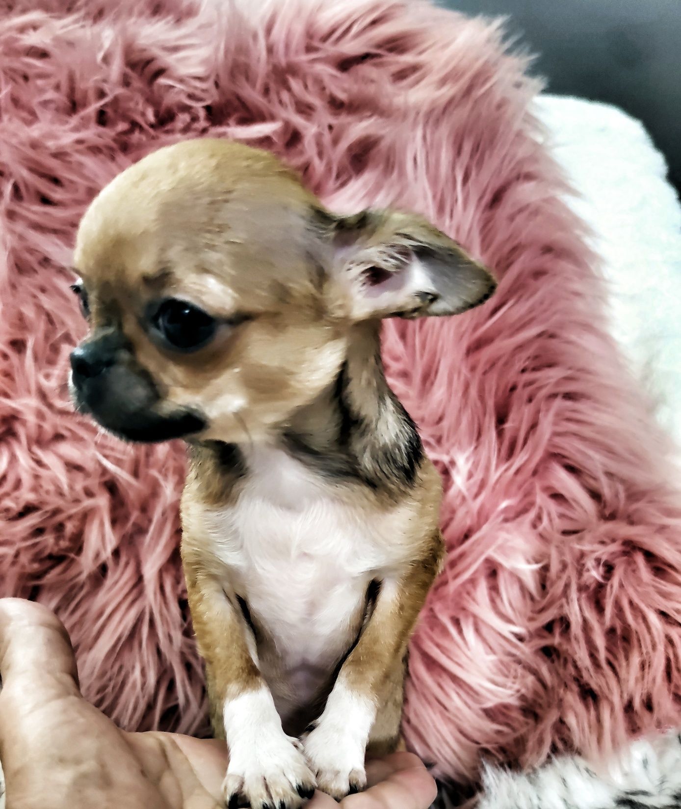 *** Gotowa do odbioru *** Mini Piękność Chihuahua ***