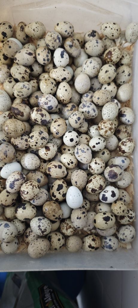 Ovos de codorniz galados e codorniz pequenas
