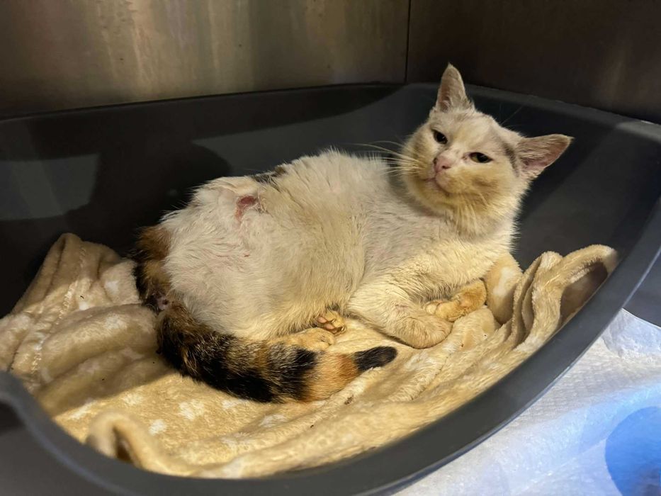 Ferdzia prosi o kochany domek na zawsze