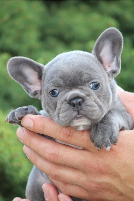 Голуба дівчинка французик