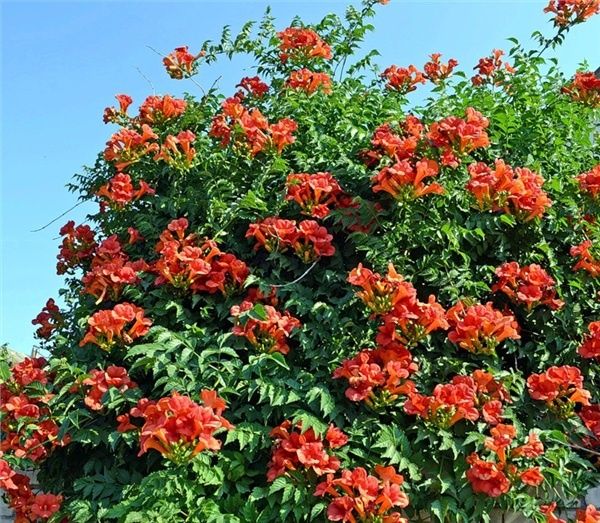 Кампсис(оранжевый)
