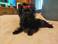 York czarna sunia
