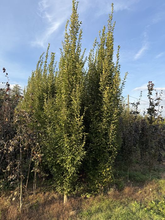 Grab FASTIGIATA (Carpinus betulus) kolumnowy o obwodzie 14-16cm.