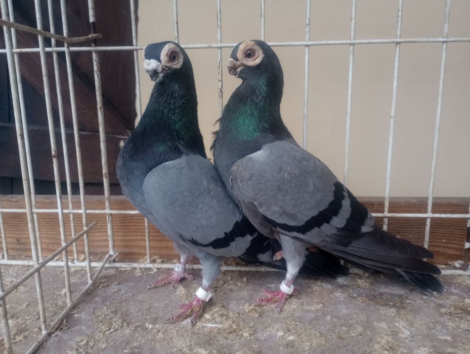 Brodawczaki polskie.