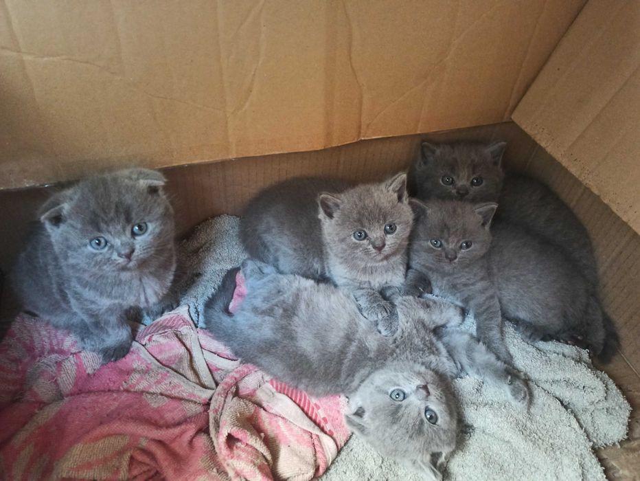 Шотландські кошенята