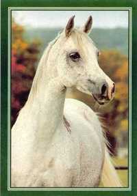 pocztówka koń konie arab PERFORACJA Eq 12